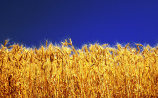 Ripe wheat blue sky clouds - ripe free wallpaper