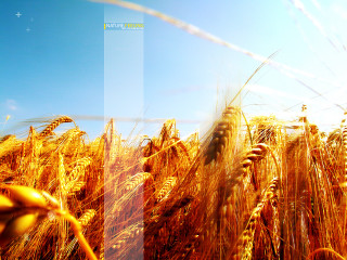 Wheat field blue sky blurry - heavy free wallpaper