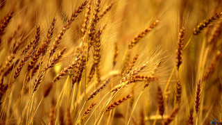 Wheat closeup blurry background stalks - heavy grain free wallpaper