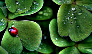 Ladybug green leaf water droplets 16 - a green leaf free wallpaper