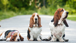 Three dogs forest outdoors photorealistic - one dog free wallpaper