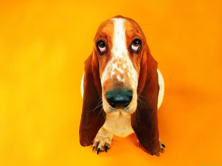 Sad dog yellow background paws - his paw free wallpaper