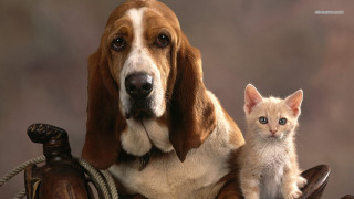 Dog kitten chair sitting together - institutional free wallpaper