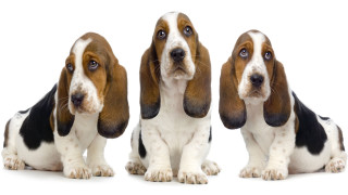 Three basset hounds white background - a white background free wallpaper