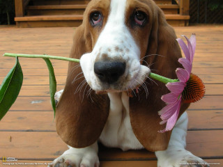 Dog holding flower deck wooden - a wooden fence behind free wallpaper