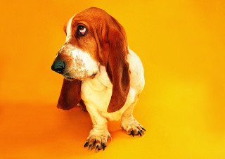 Dog spot face yellow background - spot free wallpaper
