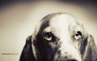 Sad dog looking camera art - elke vogelsang free wallpaper