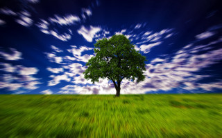 Tree field sky clouds blue - a blue sky free wallpaper