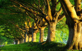 Trees grassy hill sunlight row - a row of trees free wallpaper