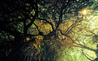Tree sun shining branches leaves - a sun free wallpaper