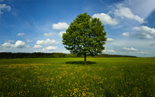 Lone tree field blue sky 12 - under a blue sky free wallpaper