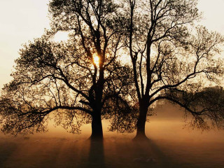 Trees field sun fog nature 2 - cornelia parker free wallpaper