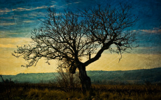 Tree no leaves field sky 2 - de hirsh margule free wallpaper