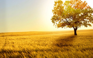 Lone tree golden field autumn - a lone tree in a field free wallpaper