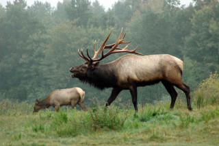 Majestic elk grazing forest nature - smaller free wallpaper