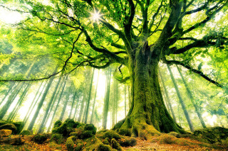 Large tree green leaves sunlight - barthel bruyn free wallpaper