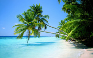 Beach palm tree water blue - leaning free wallpaper
