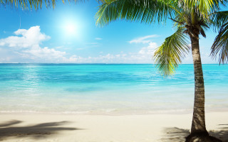 Palm tree beach sun ocean - blue sky free wallpaper