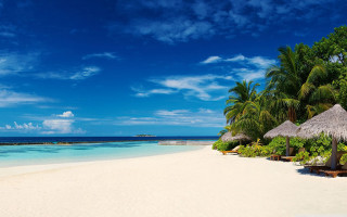 Beach thatched umbrella palm trees - beach free wallpaper