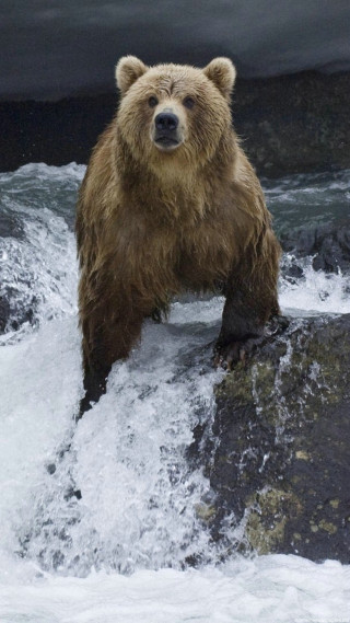 Brown bear rock river dark 2 - dan scott free wallpaper