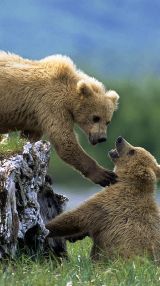 Brown bears playing field grass - free animals wallpaper
