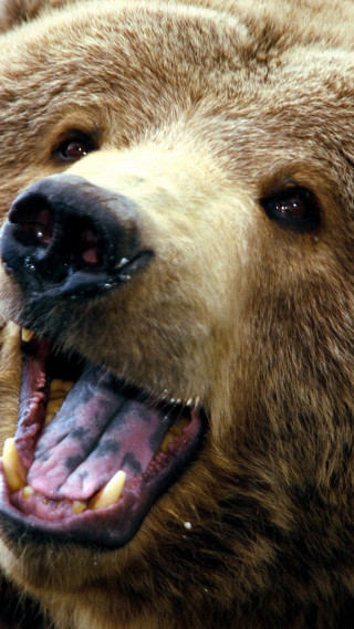 Brown bear mouth open tongue - clovis trouille free wallpaper