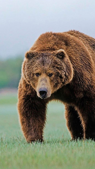 Large brown bear green field - cloudy free wallpaper