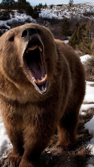 Brown bear mouth open snow - mouth wide free wallpaper