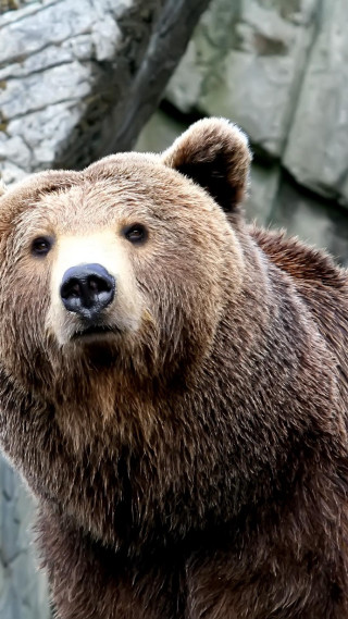 Brown bear rock wall sad - his face free wallpaper