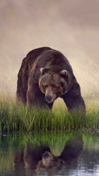 Bear walking grass water reflection - the water free wallpaper