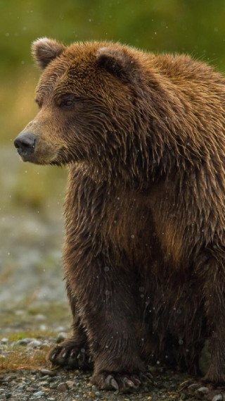 Brown bear rocky field forest - a portrait free wallpaper