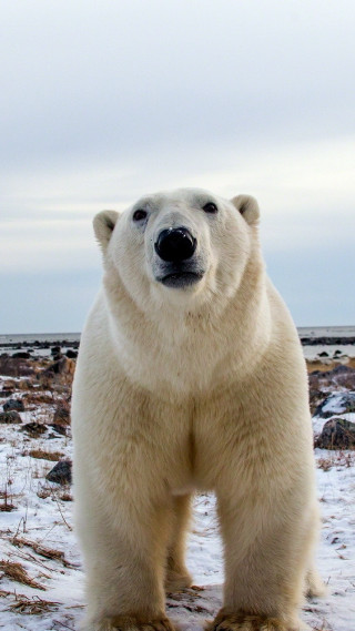 Polar bear snow camera sky - a portrait free wallpaper