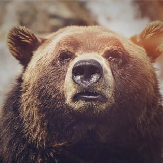 Brown bear close up nature - clovis trouille free wallpaper