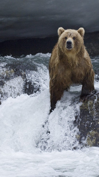 Brown bear rock river dark - ecological art free wallpaper