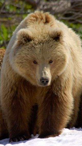 Bear walking snow near trees - near free wallpaper