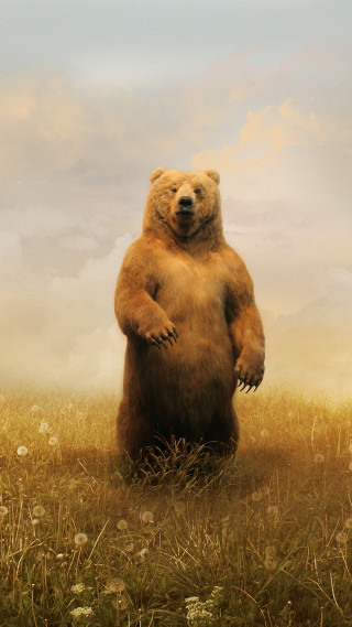 Large brown bear standing grass - its hind leg free wallpaper