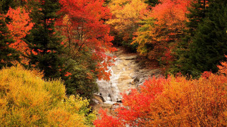 Autumn leaves forest fire sunset - asher brown durand free wallpaper