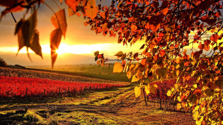 Field trees sunset clouds sky 3 - autumn free wallpaper