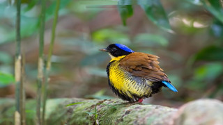 Colorful bird rock woods bokeh - the rock free wallpaper