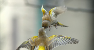 Two birds flying close beaks - its wing free wallpaper