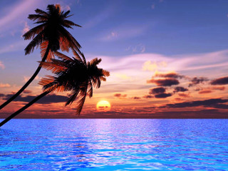 Palm tree water sunset sun - a sun in the background free wallpaper