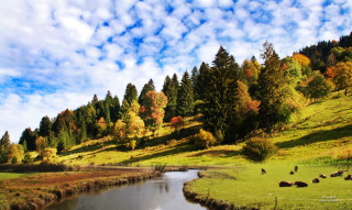 River forest trees cows grazing - de hirsh margule free wallpaper