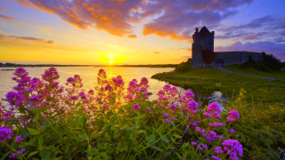 Castle hill water flowers sunset - the foreground and a sunset in the background free wallpaper