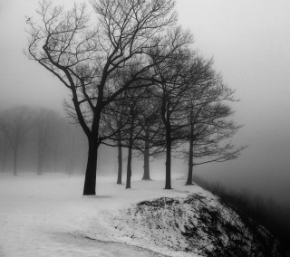Black white trees snow hill - the snow free wallpaper