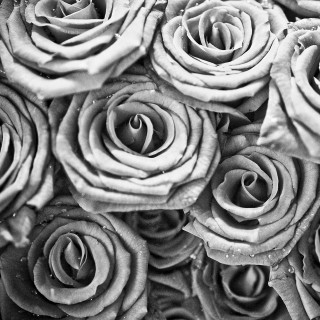 Black white roses water droplets - water droplet free wallpaper