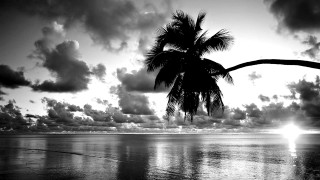 Palm tree silhouette beach sunset - ansel adams free wallpaper