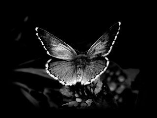 Butterfly sitting flower dark night 3 - wide free wallpaper