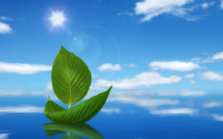Green leaf water blue sky - a green leaf free wallpaper