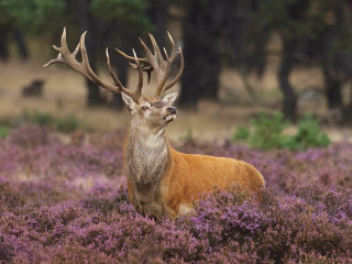 Deer antlers purple flowers field - purple flower and trees free wallpaper