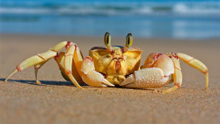 Crab beach ocean closeup blurry - a beach near the ocean free wallpaper